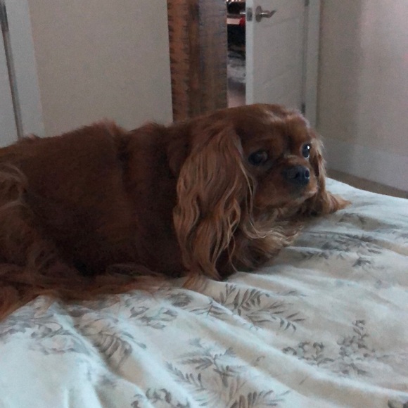 Meet your Posher, Teresa - Picture 1 of 1